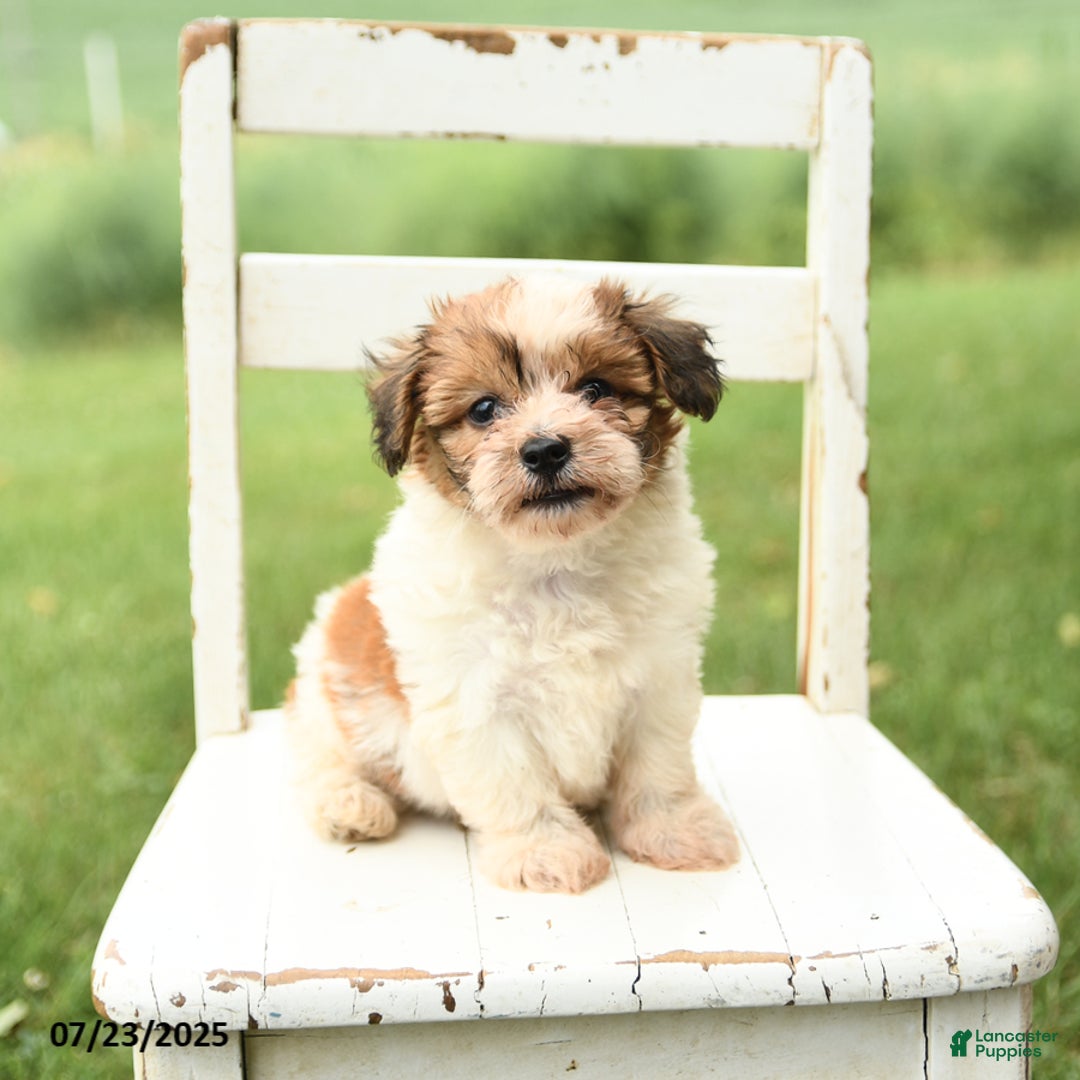 Havanese dogs for sale: Buddy - Image 3