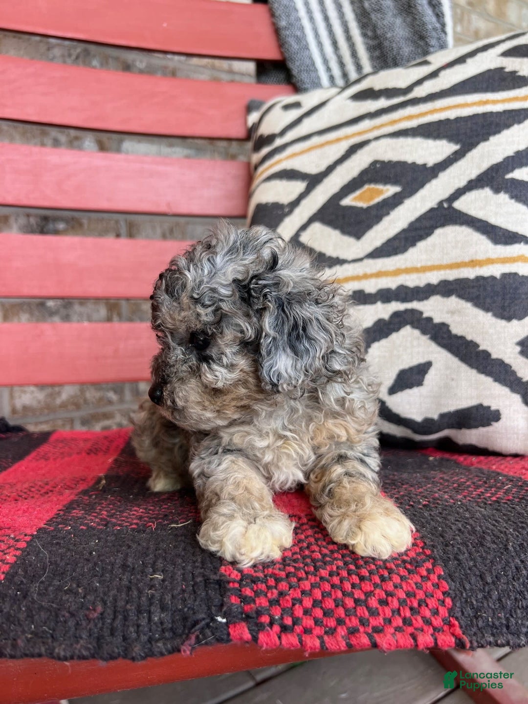 Cavapoo dogs for sale: Roxy - Image 3
