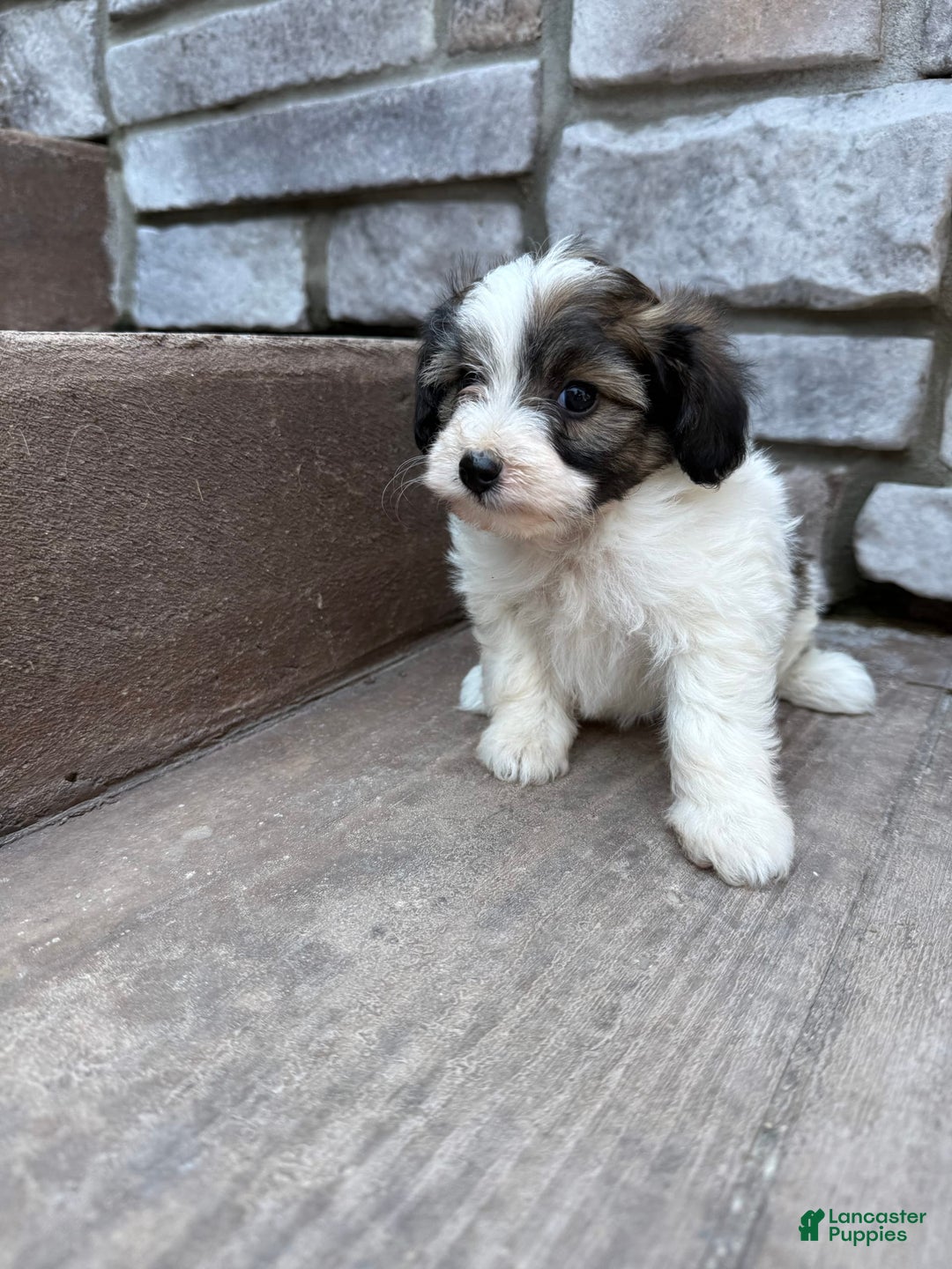 Teddy Bear dogs for sale: Elliott - Image 36