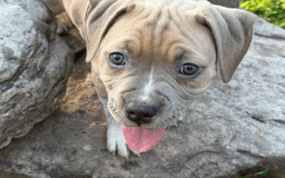 American Pit Bull Terrier dogs for sale: Russ - Image 4