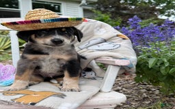 Australian Cattle Dog dogs for sale: Milo - Image 1