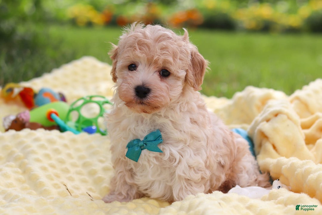 Havapoo dogs for sale: Mickey - Image 3