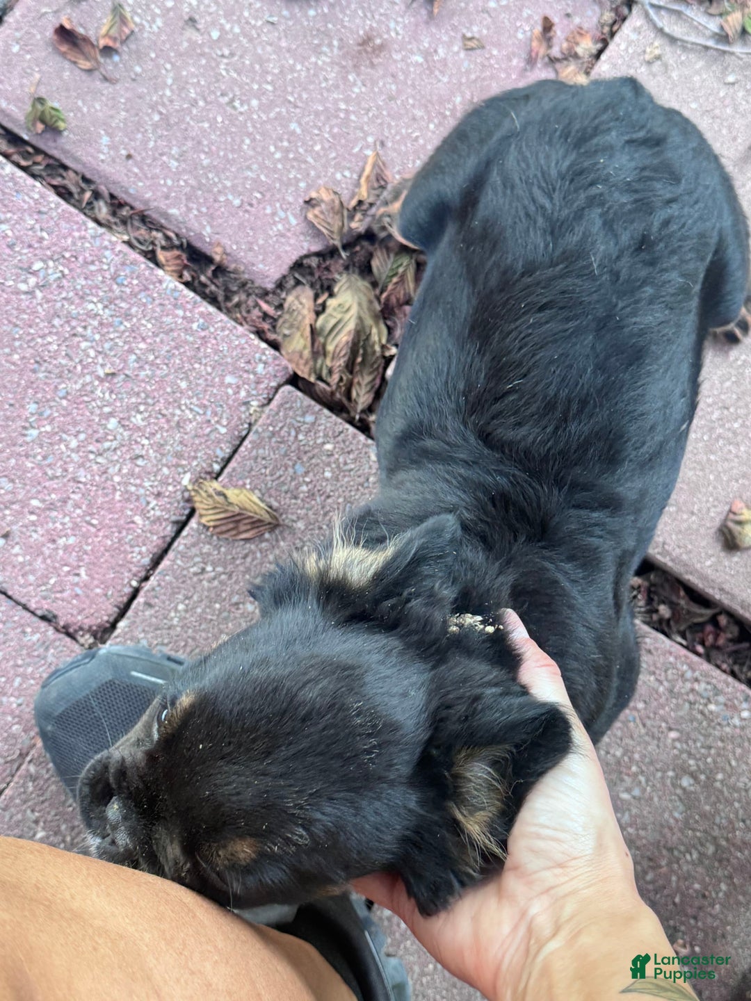 French Bulldog dogs for sale: Gus - Image 2