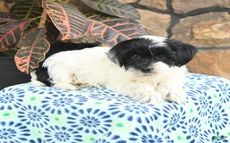 Teddy Bear dogs for sale: Blazer - Image 1