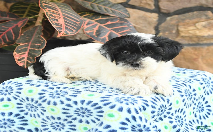Teddy Bear dogs for sale - Ad 2