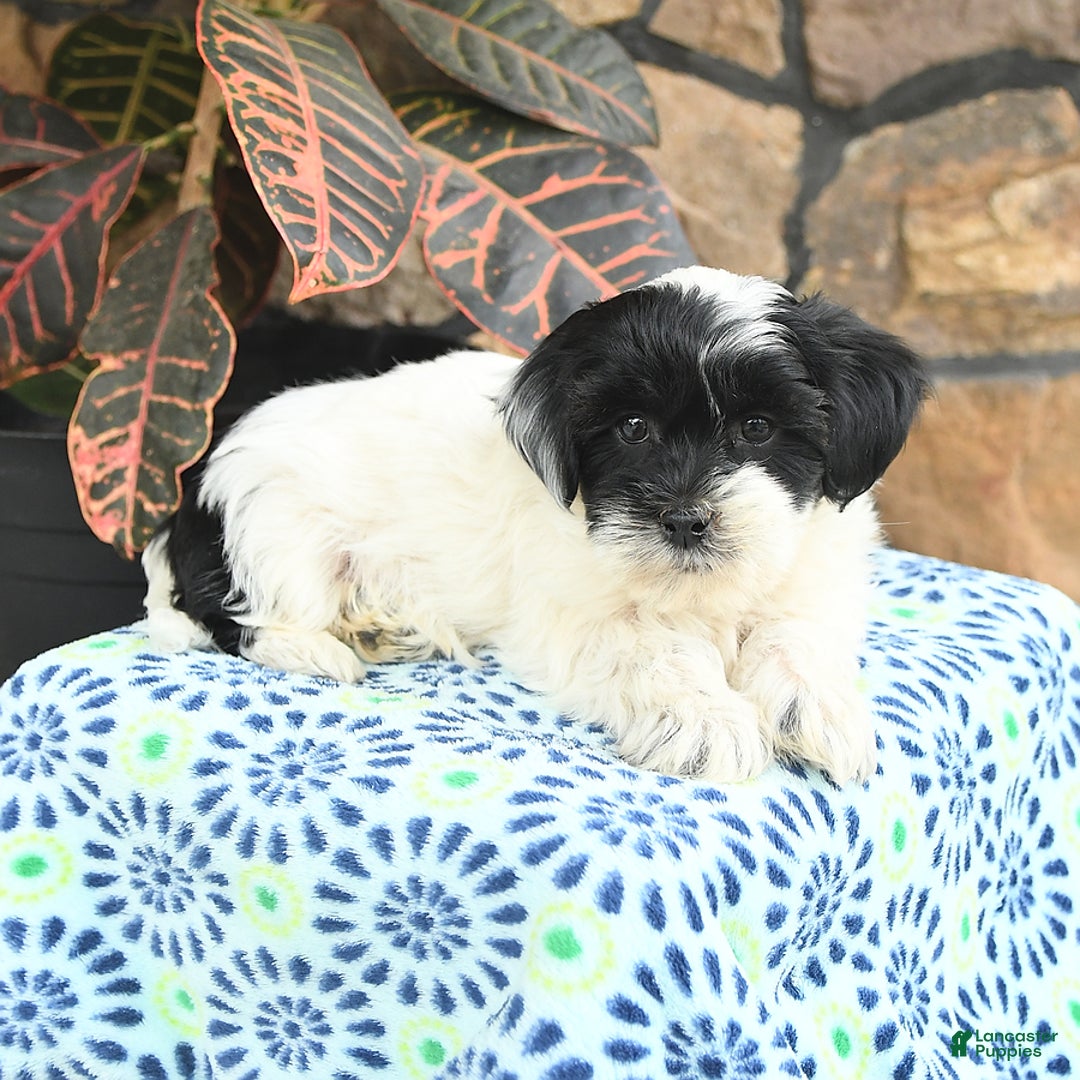 Teddy Bear dogs for sale: Blazer - Image 1