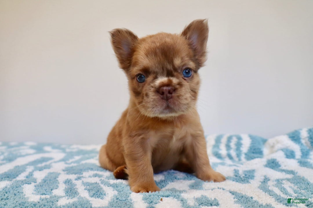 French Bulldog dogs for sale: Birkin - Image 11