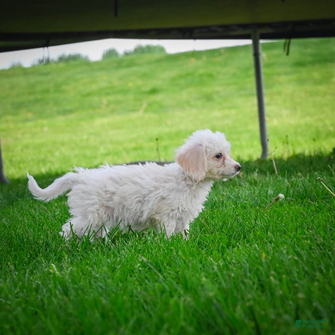 Bichpoo dogs for sale: Betty - Image 8