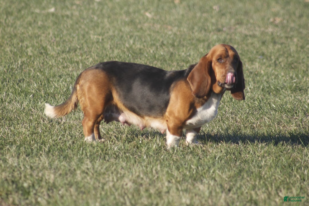Basset Hound dogs for sale: FAY - Image 12