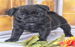 Pug dogs for sale: Boy 1 - Champion Lines! - Image 13