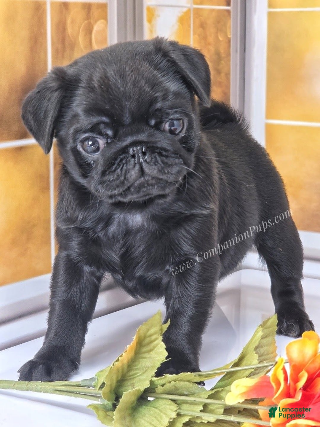 Pug dogs for sale: Boy 1 - Champion Lines! - Image 13