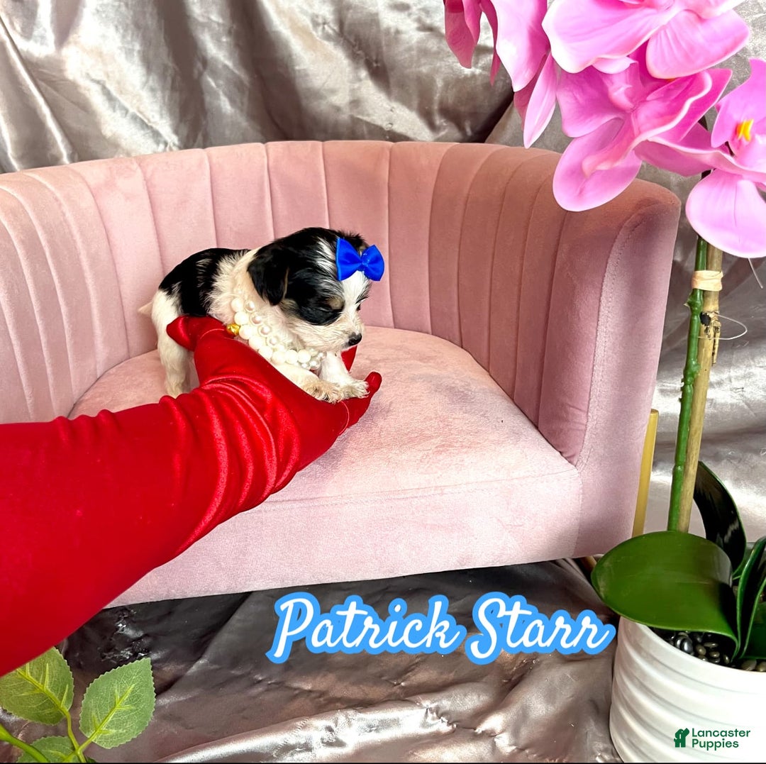 Yorkshire Terrier dogs for sale: Patrick Starr - Image 12