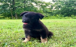German Shepherd dogs for sale: Liberty - Image 1