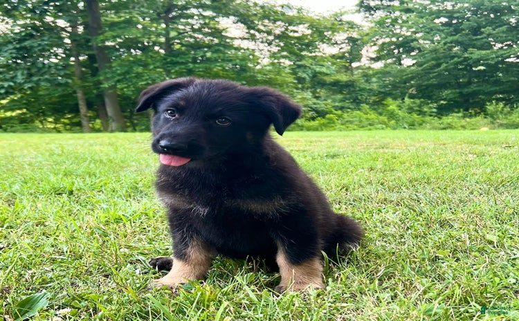 German Shepherd dogs for sale - Ad 4