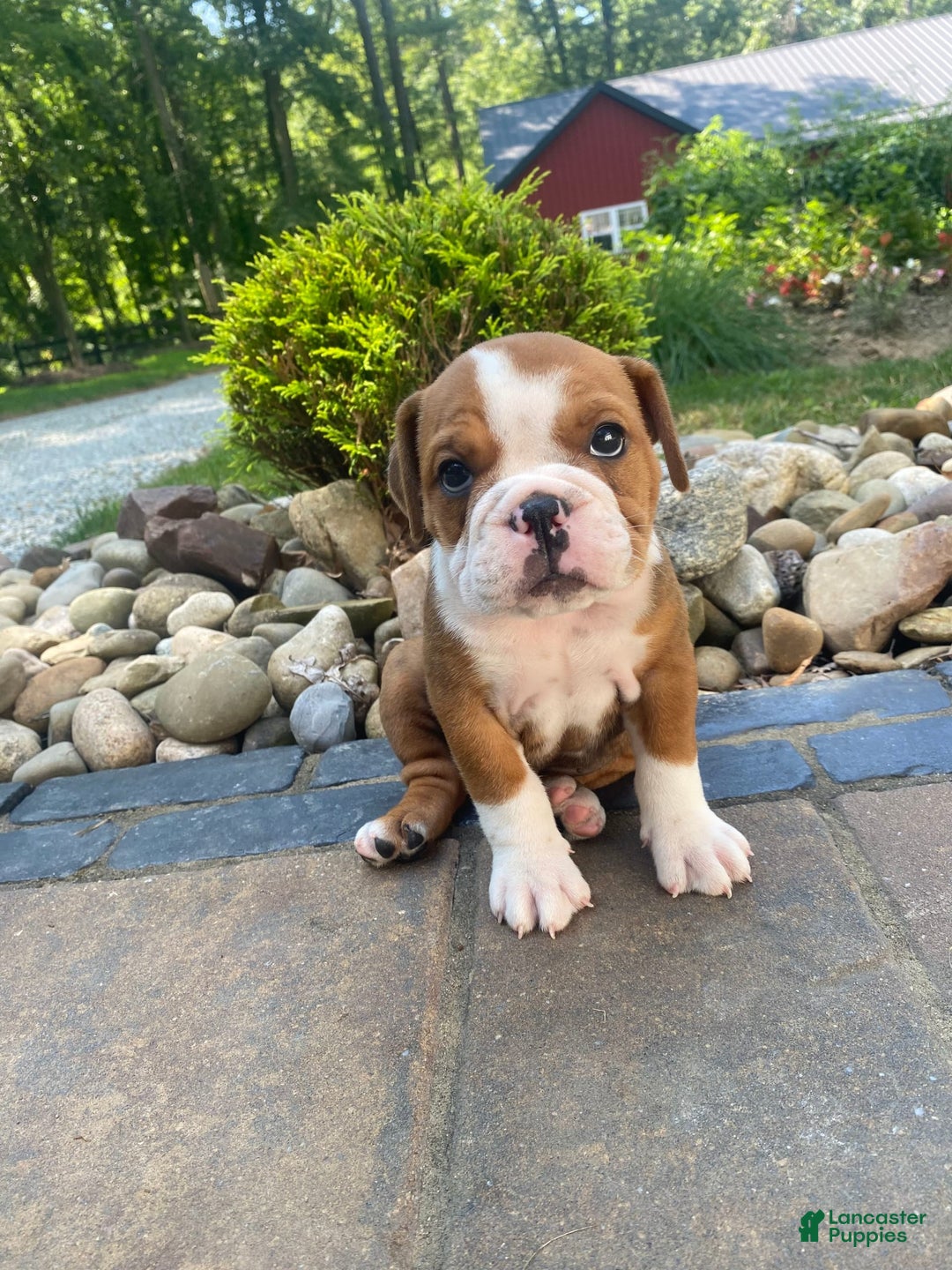 English Bulldog dogs for sale: Denver - Image 6
