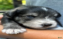 Miniature Schnauzer dogs for sale: Dash - Image 8