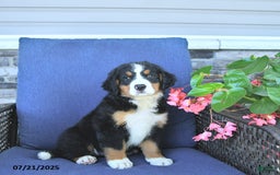 Bernese Mountain Dog dogs for sale: Bailey - Image 6