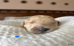 Goldendoodle dogs for sale: Biscuit - Image 3