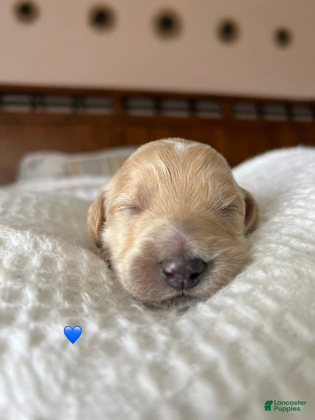 Goldendoodle dogs for sale: Biscuit - Image 3