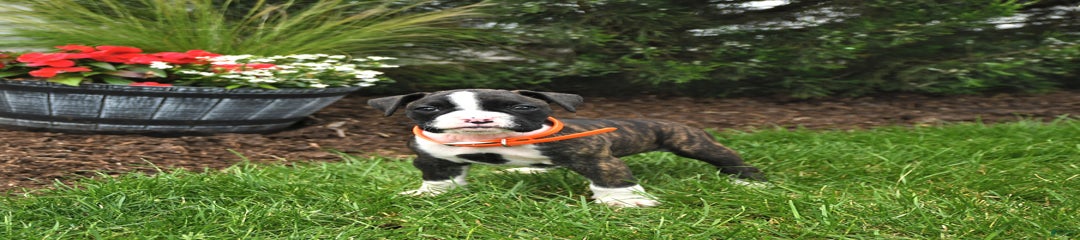 Heidi