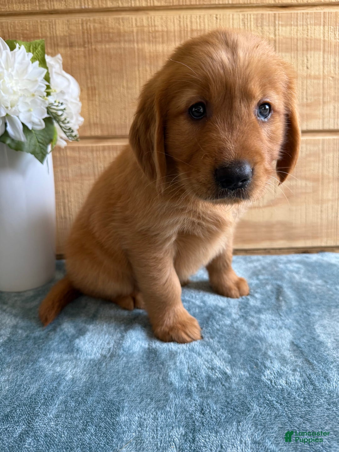 Golden Retriever dogs for sale: Lola - Image 4