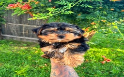 Morkie dogs for sale: Brownie - Image 2