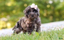 Cockapoo dogs for sale: Indy - Image 5
