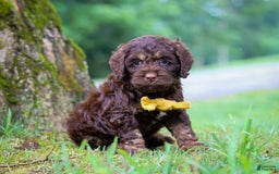 Cockapoo dogs for sale: Bruno - Image 7