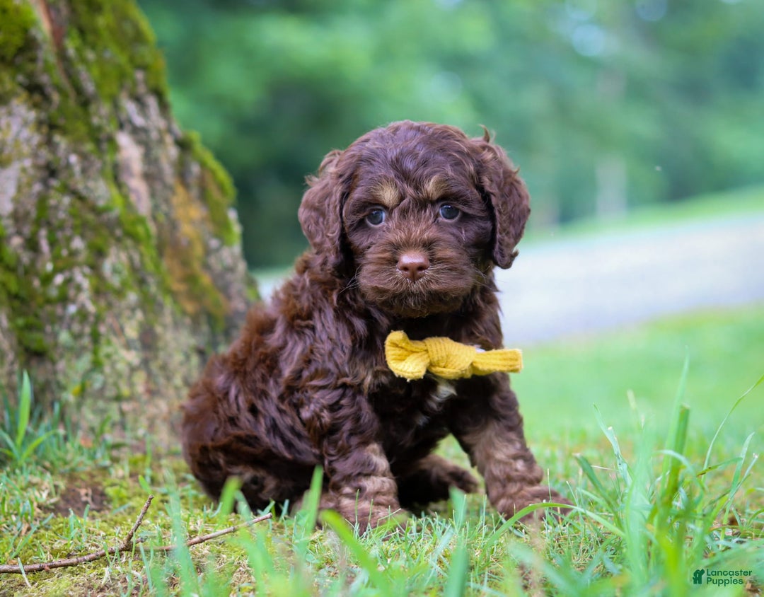 Cockapoo dogs for sale: Bruno - Image 7