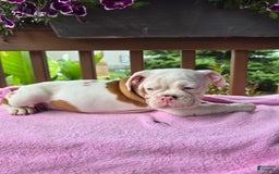 English Bulldog dogs for sale: Peaches - Image 9