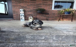 Miniature Poodle dogs for sale: Jethro - Image 8