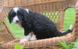 Mini Bernedoodle dogs for sale: Sally - Image 4