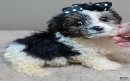 Yorkshire Terrier dogs for sale: Kai parti boy - Image 4