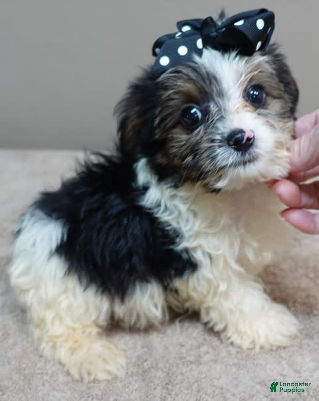 Yorkshire Terrier dogs for sale: Kai parti boy - Image 4