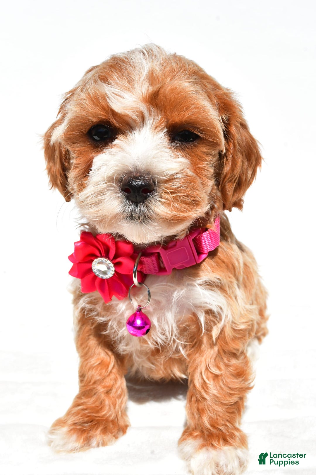 Maltipoo dogs for sale: Dora - Image 2