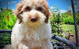Havapoo dogs for sale: Vegas - Image 9