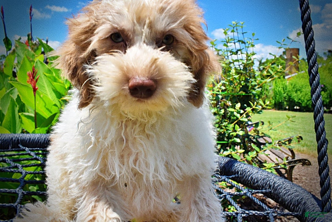 Havapoo dogs for sale: Vegas - Image 9