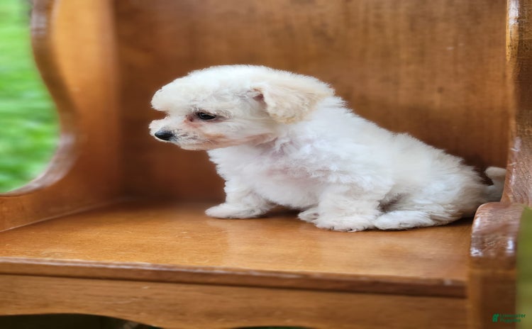 Bichpoo dogs for sale - Ad 4