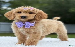 Goldendoodle dogs for sale: Ellie - Image 3