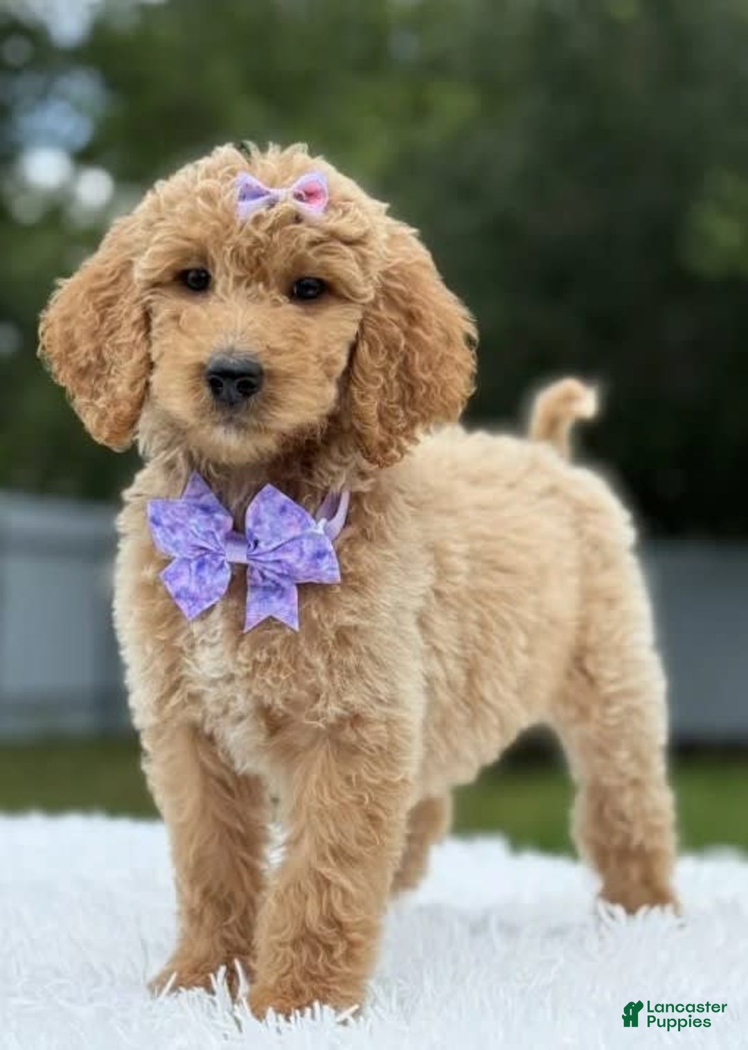 Goldendoodle dogs for sale: Ellie - Image 3