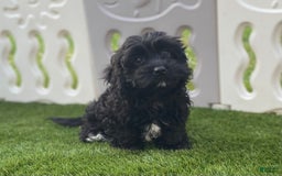 Cavapoo dogs for sale: Patsy - Image 3