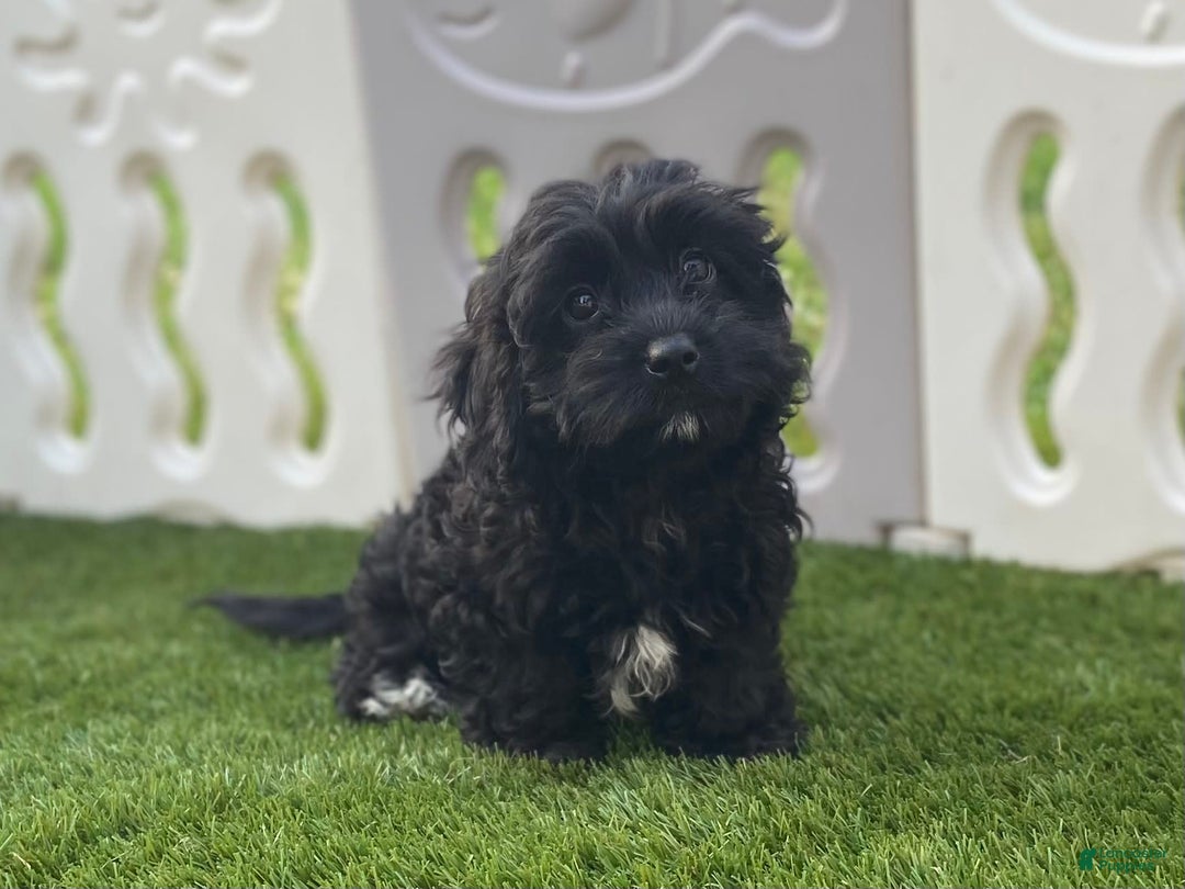 Cavapoo dogs for sale: Patsy - Image 3
