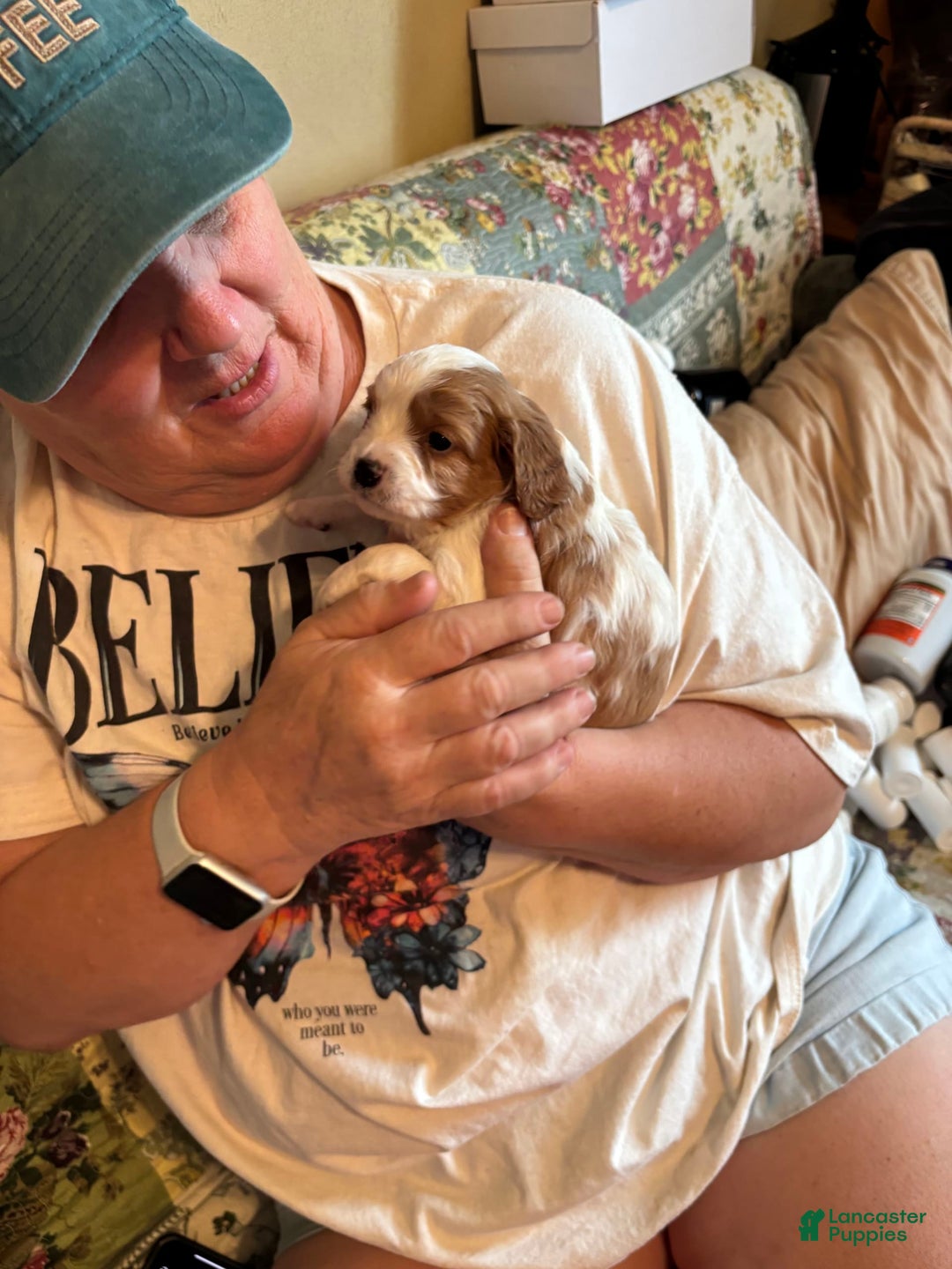 Cavapoo dogs for sale: Keno - Image 7