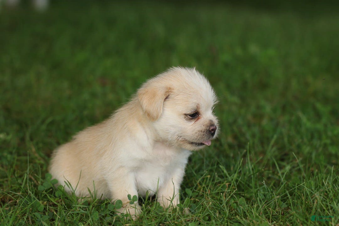 Shih Tzu dogs for sale: Milo - Image 4