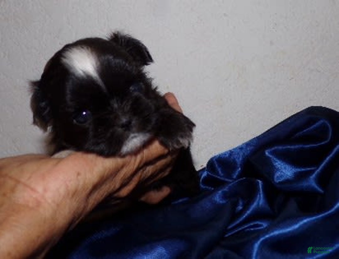 Shih Tzu dogs for sale: Tiny Jetta - Image 1