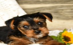 Yorkshire Terrier dogs for sale: London - Image 7