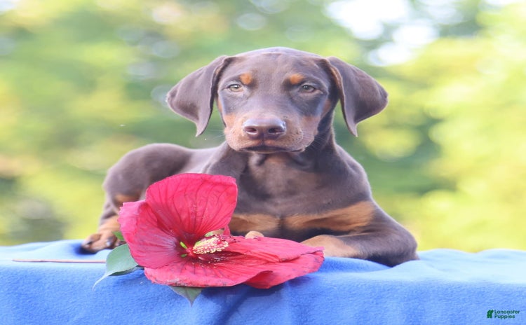 Doberman Pinscher dogs for sale - Ad 1