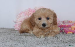 Mini Goldendoodle dogs for sale: Faith - Image 1
