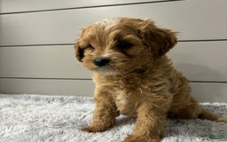 Cavapoo dogs for sale: Willow - Image 4