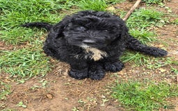 Labradoodle dogs for sale: Samson - Image 2